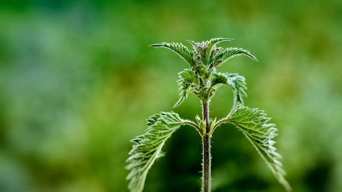 Macro shot of a vibrant green stinging nettle plant with a blurred background.